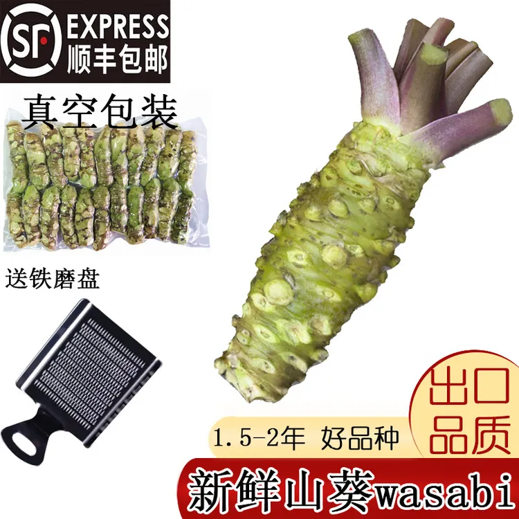山葵整根送磨板【顺丰/EMS航空包邮】真空包装现挖现发Wasabi山葵根