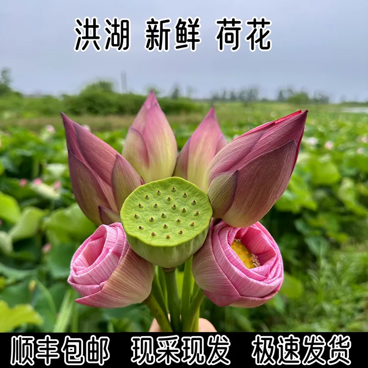 新鲜荷花莲花插花观赏自然夏季水生花卉花骨朵食用花苞真花保鲜