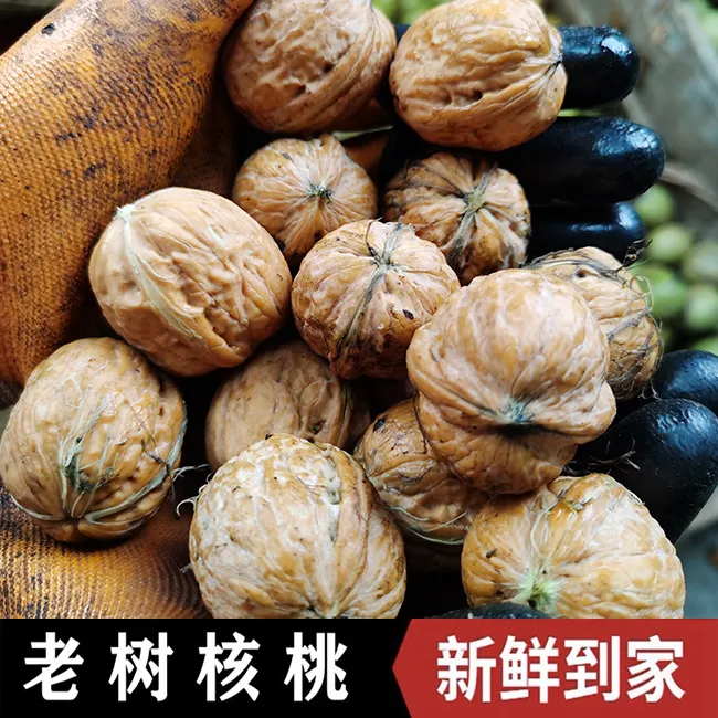 2025陕西秦岭老树核桃新鲜采摘去青皮鲜核桃孕妇1斤3斤5斤8斤