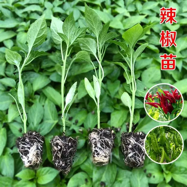 辣椒苗特价抗病薄皮椒长线椒美人椒朝天椒螺丝椒发货