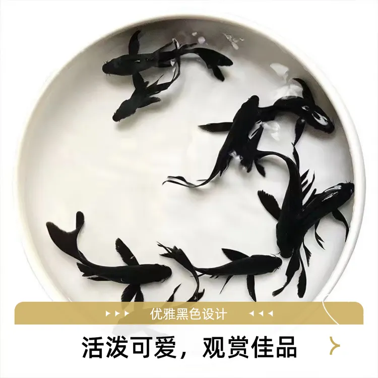 包邮活体鱼黑鱼纯黑草好养鱼小型北方锦鲤鱼观赏鱼