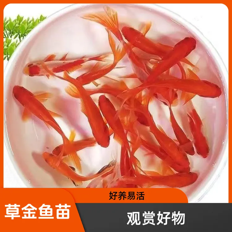 草金鱼锦鲫锦鲤活鱼观赏鱼淡水鱼北方冷水鱼小型锦鲤鱼观赏鱼