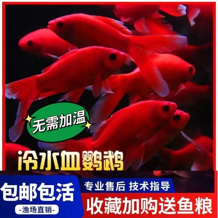 冷水鱼小型淡水鱼活鱼水族兰寿金鱼观赏鱼冷水鹦鹉鱼顶红鎏金包邮