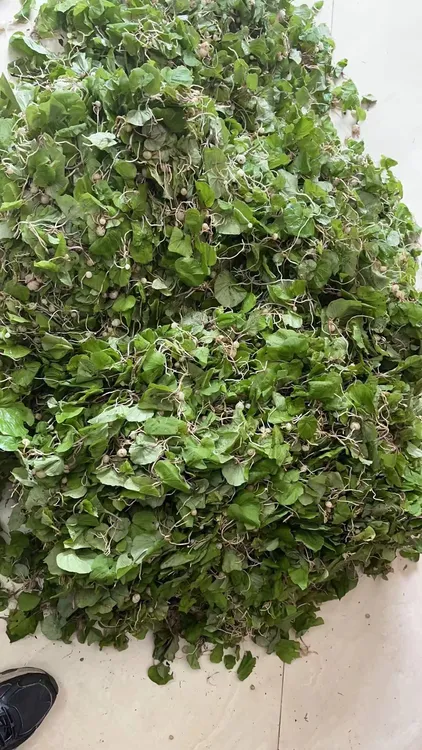 粤北山区 土特产阳山青天葵天葵菜500克农产品