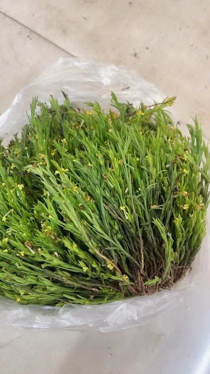 粤北山区 阳山 山农特产野生独脚金50克