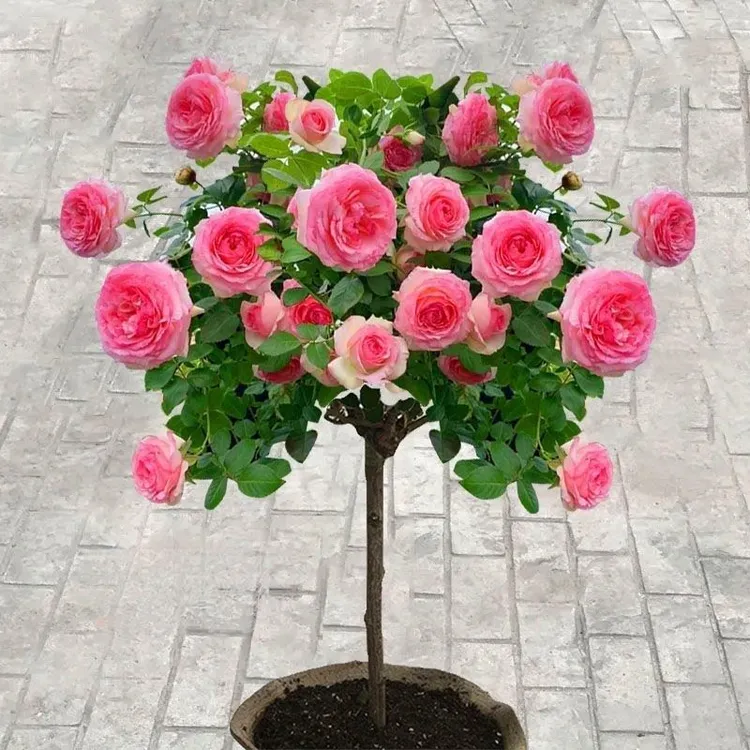 【单色棒棒糖】嫁接棒棒糖玫瑰月季盆栽地栽绿植四季开花嫁接玫瑰