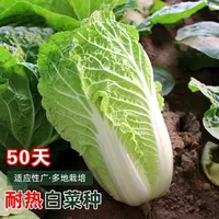【全店满5/包免邮】夏阳大白菜种子蔬菜家庭小院夏阳大白菜耐热种植