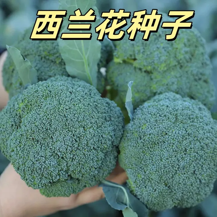 【全店满5/包免邮】西兰花种子春秋季花椰菜蔬菜种孑耐寒蔬菜种子