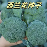 【全店满5/包免邮】西兰花种子春秋季花椰菜蔬菜种孑耐寒蔬菜种子