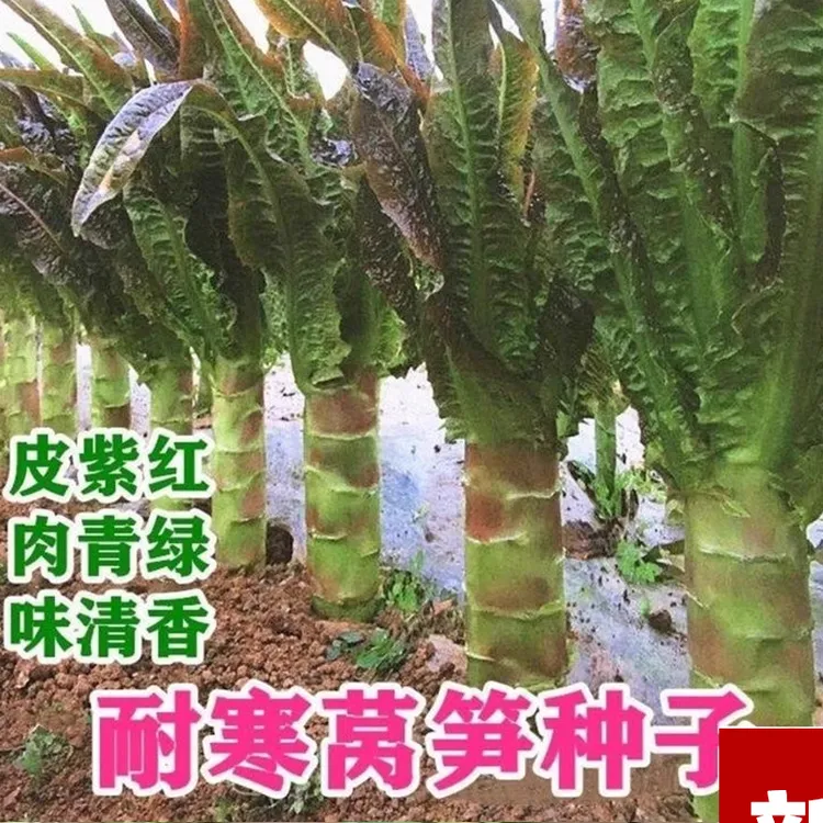 【全店满5/包免邮】红尖叶莴笋种子莴苣种籽农家种植季节蔬菜孑