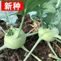 【全店满5/包免邮】青苤蓝种籽 水果苤蓝春夏秋阳台田园庭院盆栽