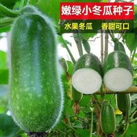 【全店满5/包免邮】毛节瓜种子四季蔬菜黄瓜种孑迷你小冬瓜种籽