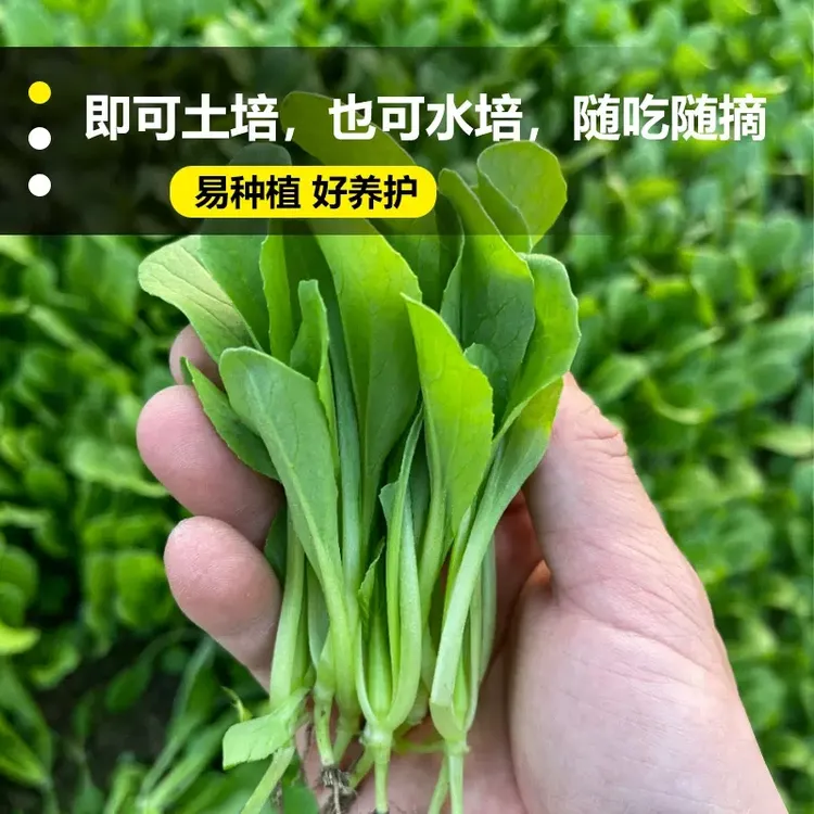 【全店满5/包免邮】四季鸡毛菜耐寒小白菜小青菜种子蔬菜种子