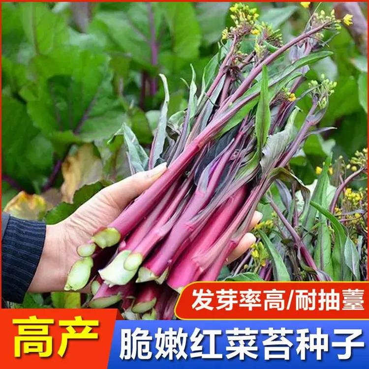 红菜苔种子紫红菜苔菜心蔬莱孑农家阳台清甜菜种四季南方冬季种植