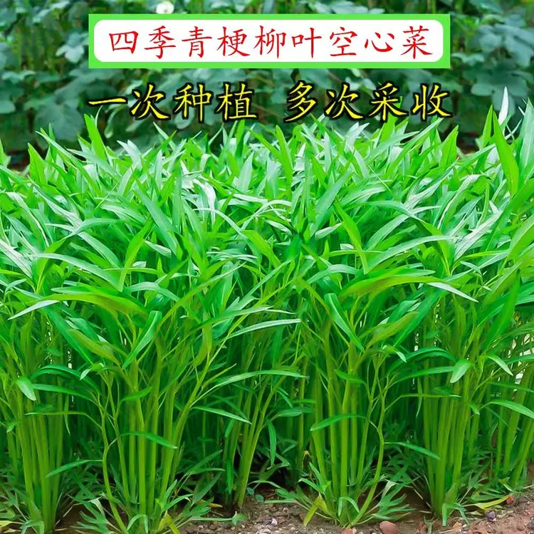 【全店满5/包免邮】空心菜种子空心菜籽蔬菜种子