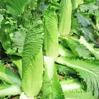 【全店满5/包免邮】太原二青大白菜种子天津青麻叶种籽高筒长白菜