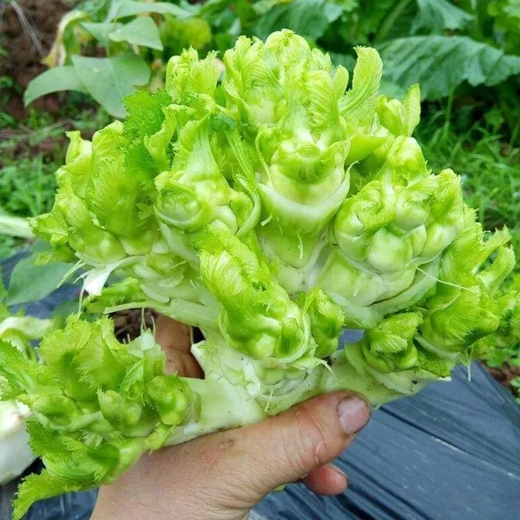 【全店满5/包免邮】脆嫩儿菜种子早熟抱子芥娃娃菜脆嫩种子四季