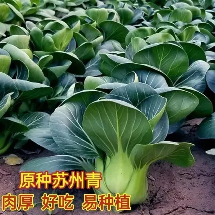 【全店满5/包免邮】矮脚黑叶苏州青种子荆芥菜种子小油菜阳台盆