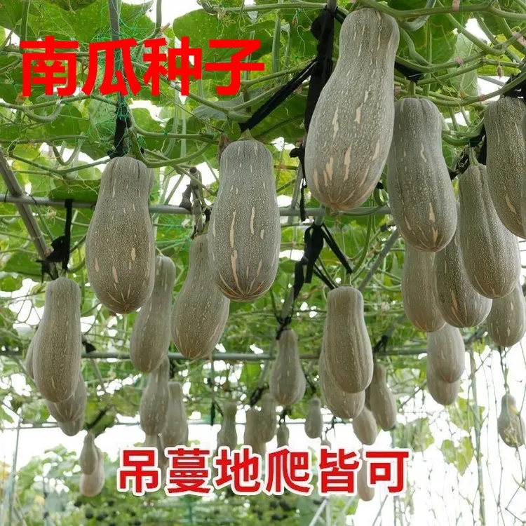 蜜本南瓜种子粉糯香甜肉细春夏秋四季蔬菜种籽大果早栗长密本种孑