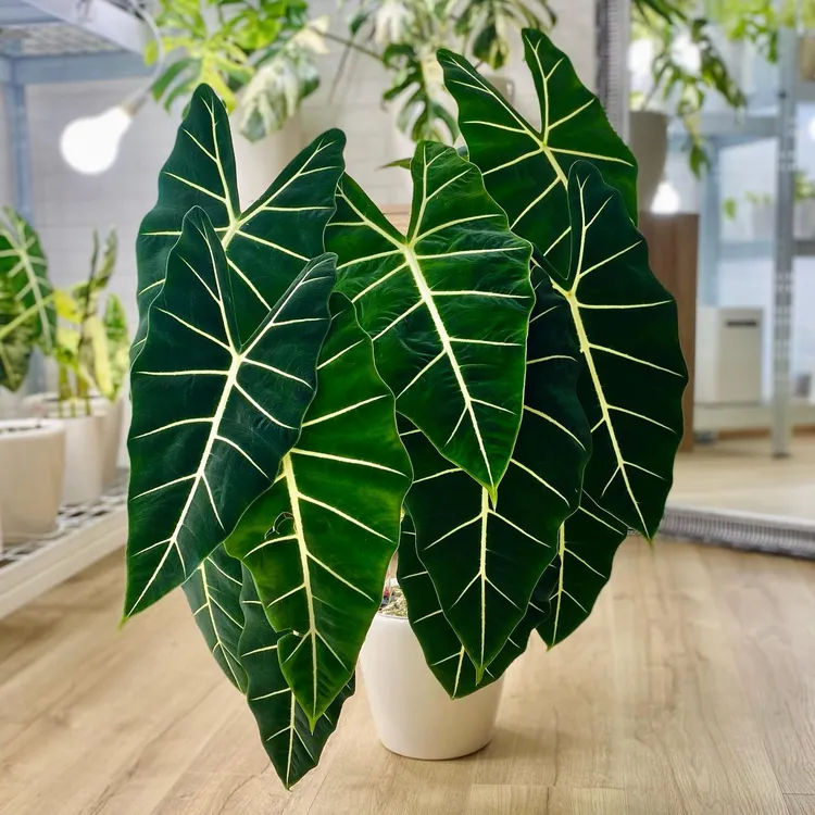 【有植依绿天鹅】三株绿天鹅绿鹅绒海芋观叶绿植大颗天鹅绒四季好养