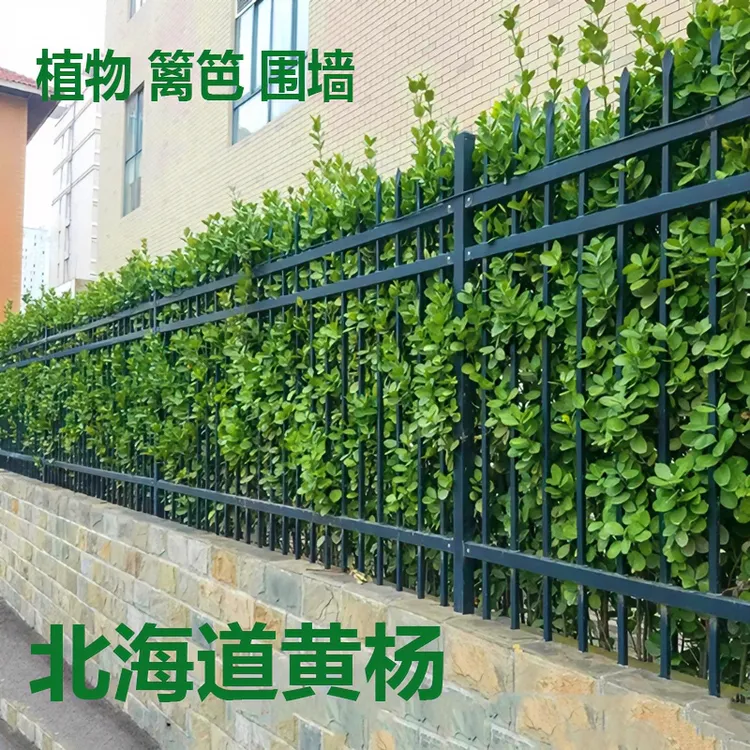 北海道黄杨树苗篱笆围墙植绿化冬青四季常青庭院别墅直立绿植栽植