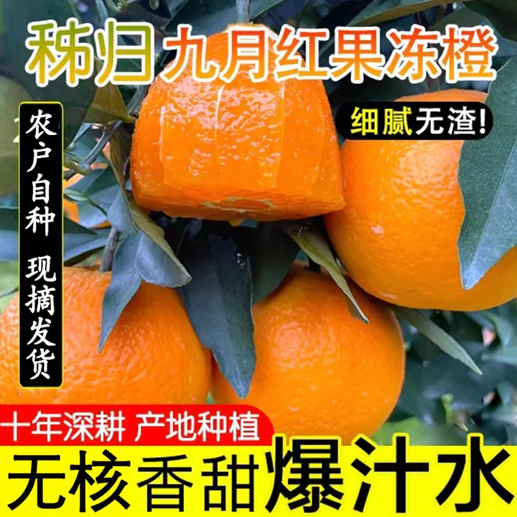 正宗秭归九月红果冻橙新鲜上市产地直发品质严选橙香味浓郁爆汁橙