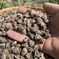 【辣木籽】大颗粒果实精选正宗辣木籽 都是干货150克包邮砂仁
