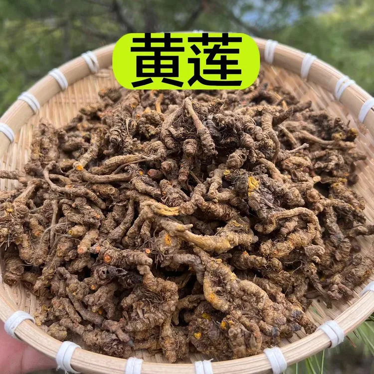 【川黄莲】正宗四川黄莲 户外采集 精选黄莲 50克