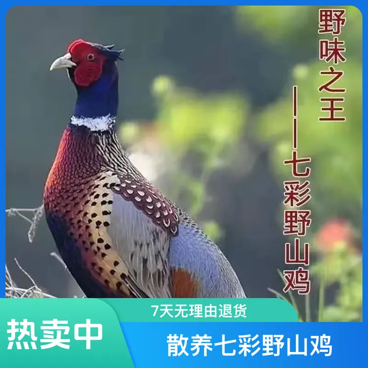 三哥 七彩野山鸡  2只公鸡（顺丰包邮包活）
