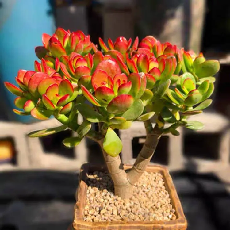 【姬红花月小摇钱树】玉树多肉带盆带土发栽好种好一单包邮新手好养