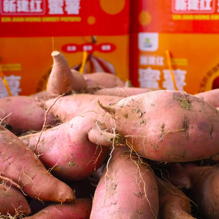 大悟众品香新建红蜜薯软糯香甜红薯