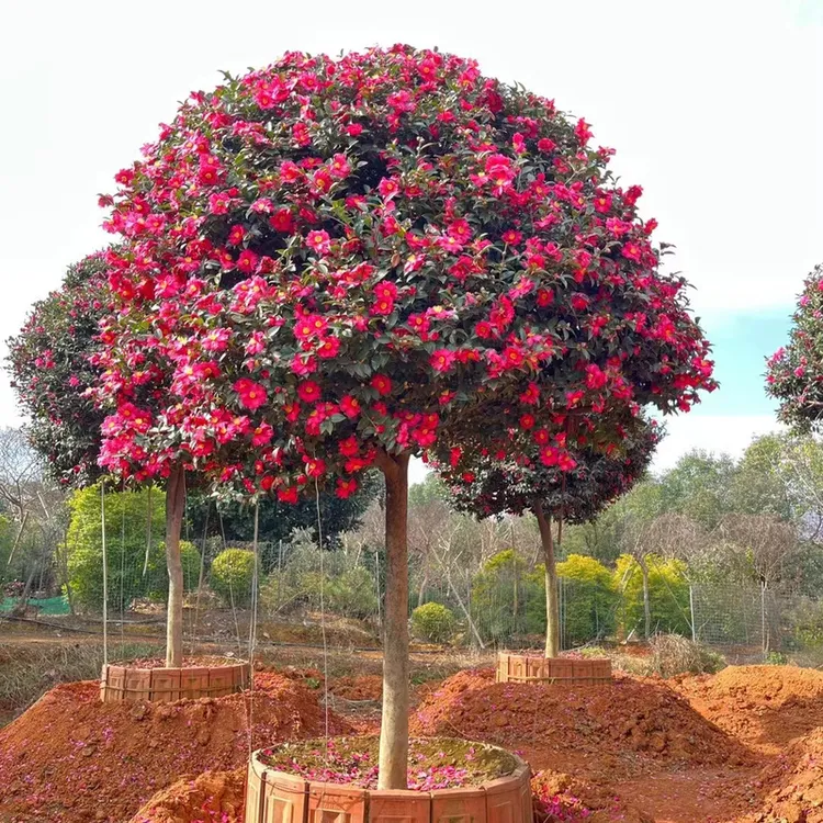 茶梅树高杆茶梅大树茶梅树桩别墅庭院四季常青耐寒耐旱好养