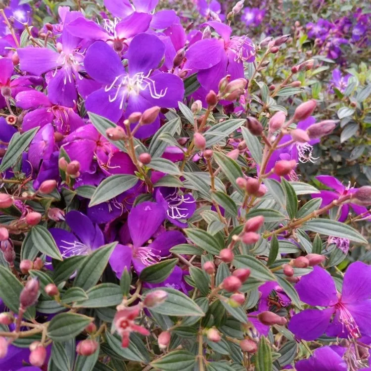 巴西野牡丹紫牡丹四季开花盆栽紫色花阳台盆栽花卉植物庭院