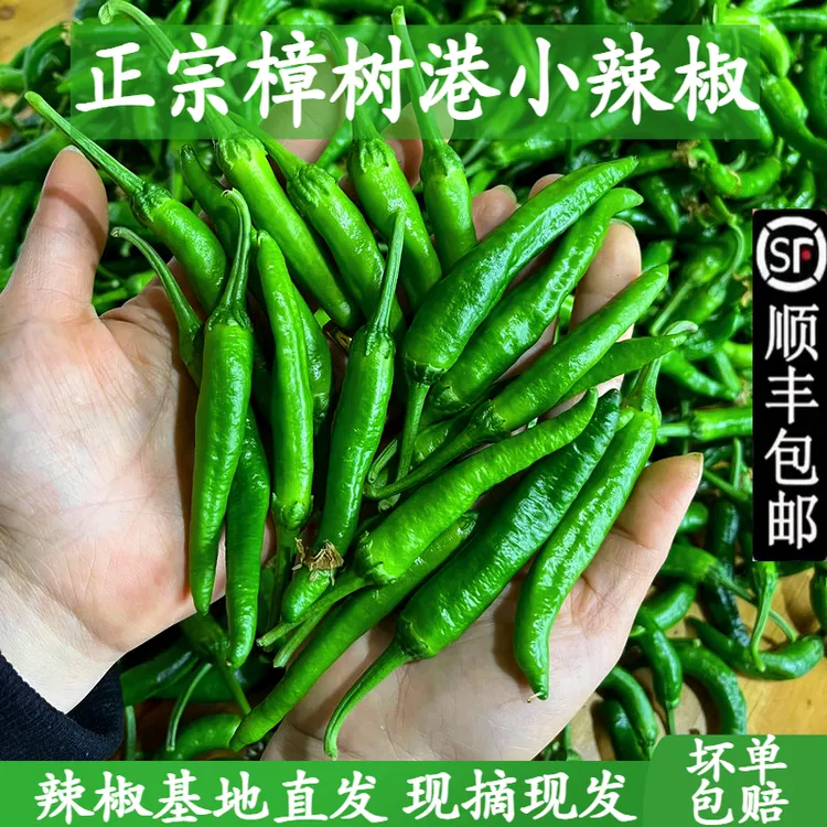 湖南特产小辣椒正宗樟树港新鲜辣椒湘阴农家薄皮嫩青椒香辣1/5斤