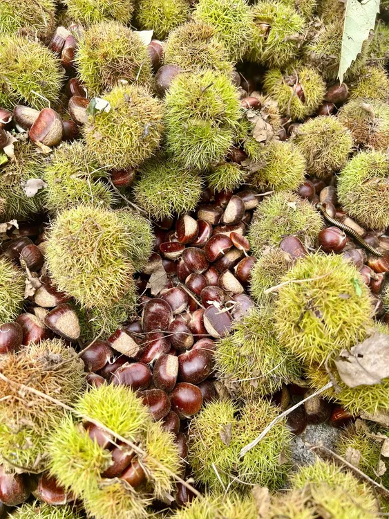 【中果】2025年坏果包赔河北京东油栗子迁西兴隆板栗产地直发包邮