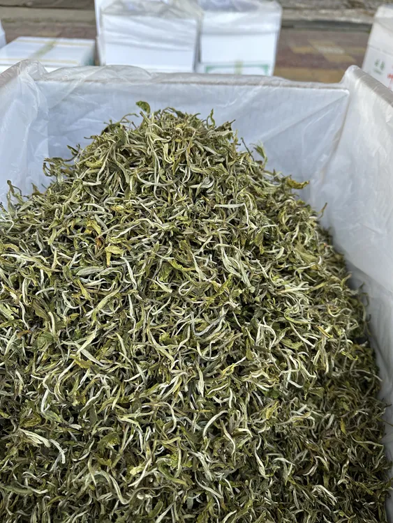云南普洱十号绿茶，墨江露水茶，甘肃西北人的口粮茶，罐罐茶