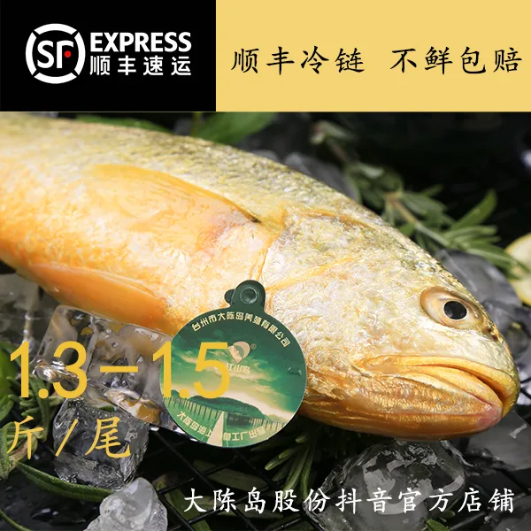 【台州大黄鱼】1.3-1.5斤半野生生态冰鲜鲜活深海大黄鱼大黄鱼