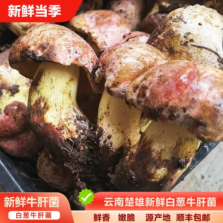【新鲜白葱牛肝菌】云南楚雄白葱牛肝菌美味食用1000g