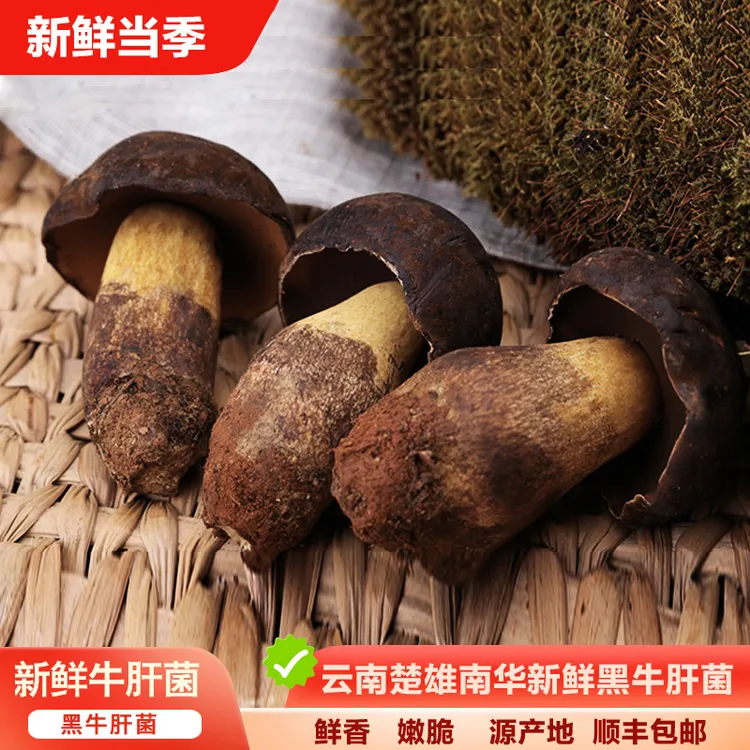 【新鲜黑牛肝菌】云南楚雄煲汤美味食用500g1000g冷链