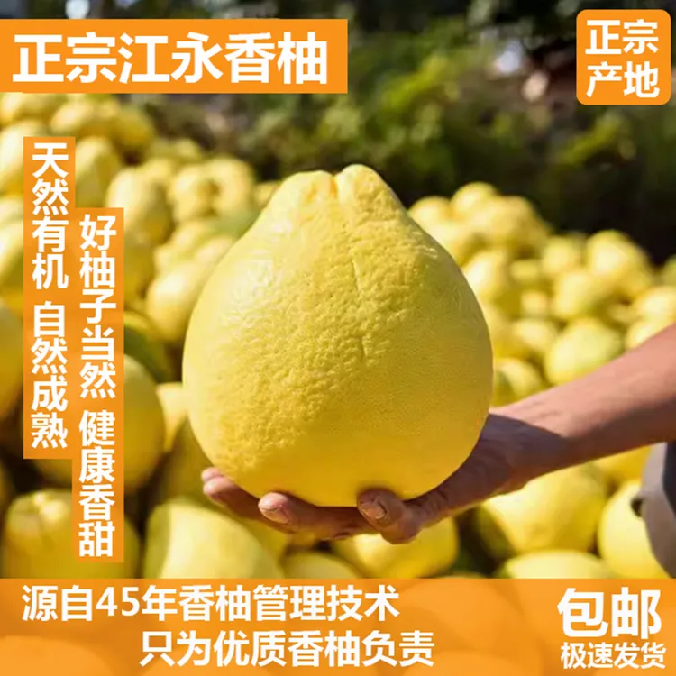 湖南江永云雾山超甜香柚粗石江特产纯甜沙田柚冰糖柚薄皮柚子
