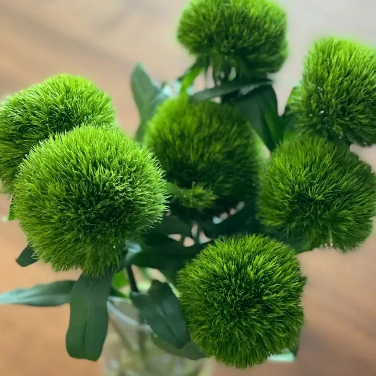 鲜花 绿毛球10枝 （一单中通，两单升级顺丰冷链包邮）