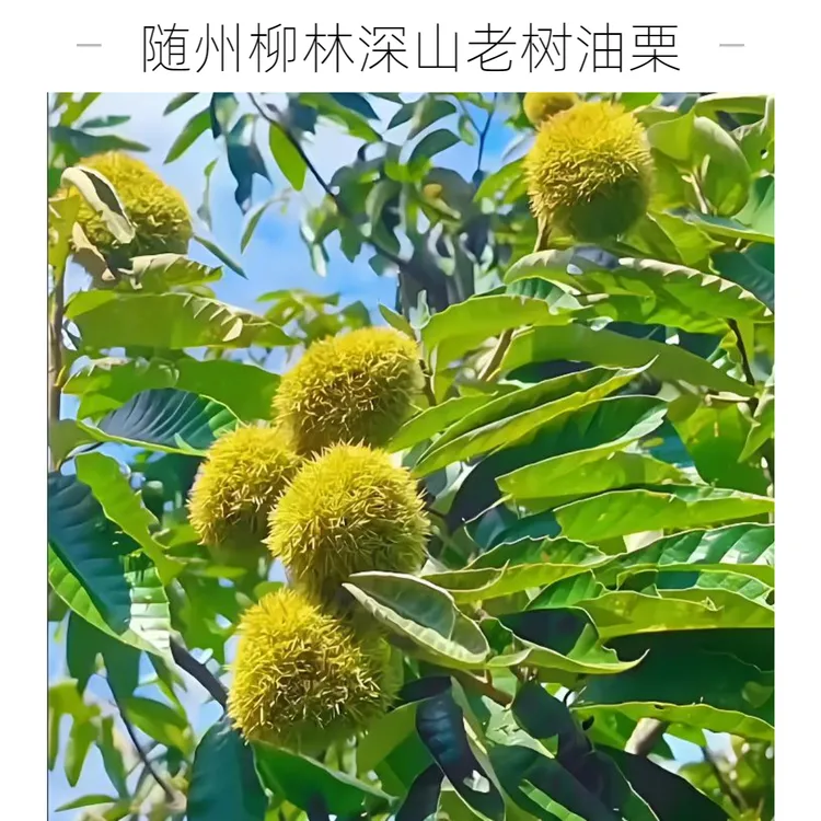 柳林深山老树新鲜带壳板栗白皮嫩板栗软糯香甜好剥皮(产地直发)