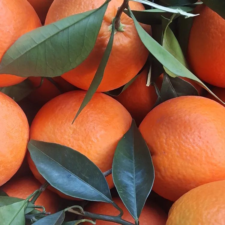 奉节脐橙新鲜水果现摘现发福本
