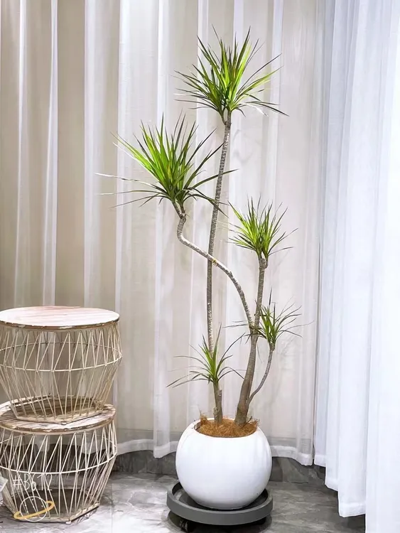千年木（一物一拍）高端室内绿植百搭网红绿植易养护简约风原盆发货
