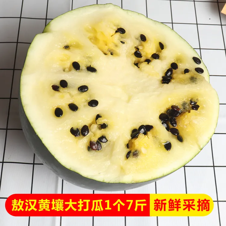 敖汉黄壤大打瓜7-8.5斤新开园黄壤打瓜敖汉打瓜赤峰水果旱地打瓜