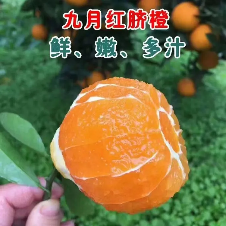 湖北秭归九月红果冻爆汁脐橙现摘现发新鲜橙子果肉细嫩