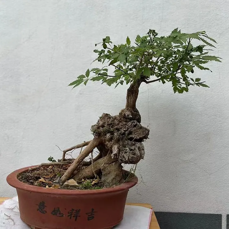 【荆荆有条】小叶崖荆（10-200）黄荆崖荆盆景（一物一拍，以实物为准）