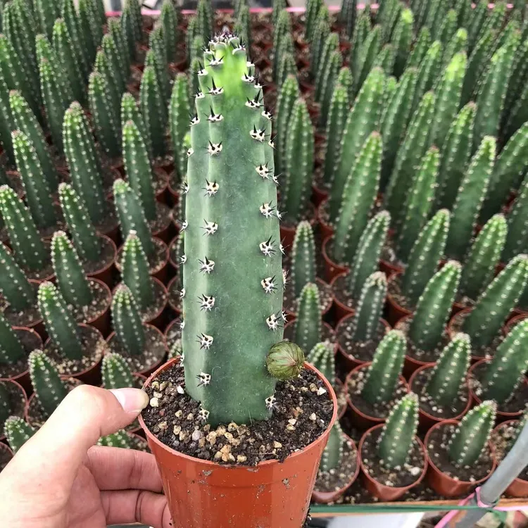 黑刺袖蒲柱仙人球嫁接专用砧木室内多肉植物易养护仙人掌盆栽绿植