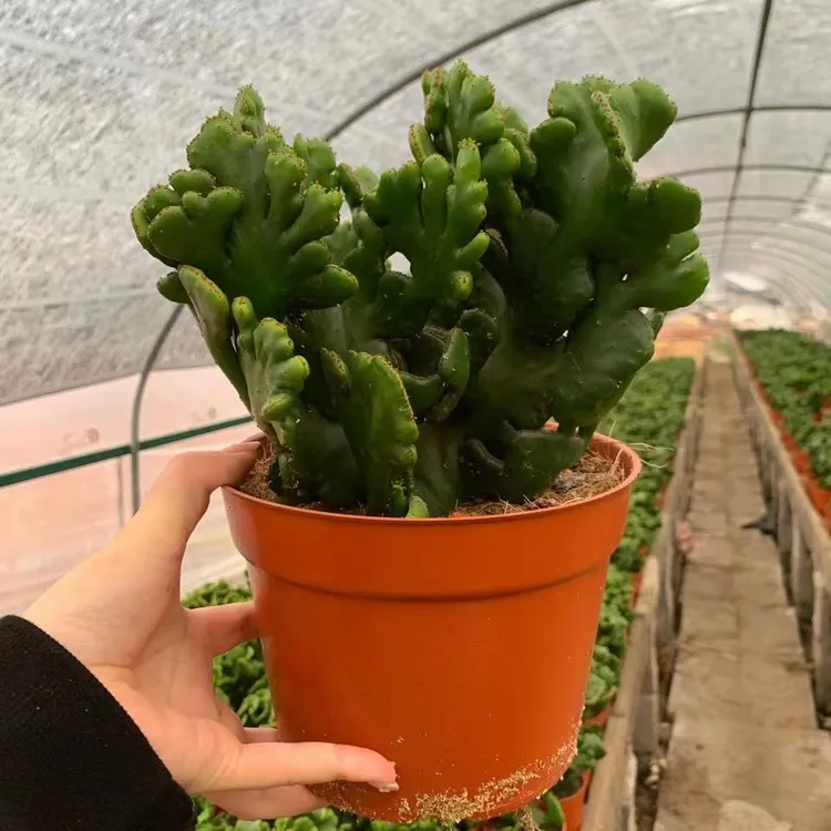 彭珊瑚 多肉植物仙人掌庭院绿植阳台室内办公室防辐射花卉盆栽