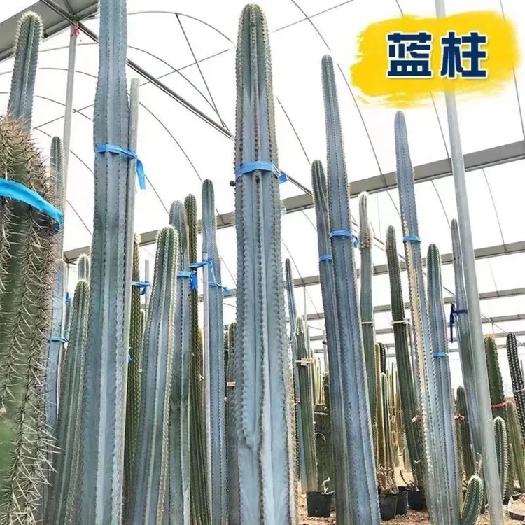 精品仙人掌蓝柱仙人柱色蓝粗直易养美观简约防辐射吸甲醛绿植盆栽